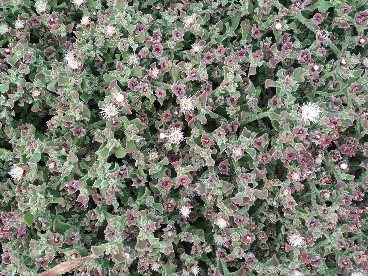 ficoide flor