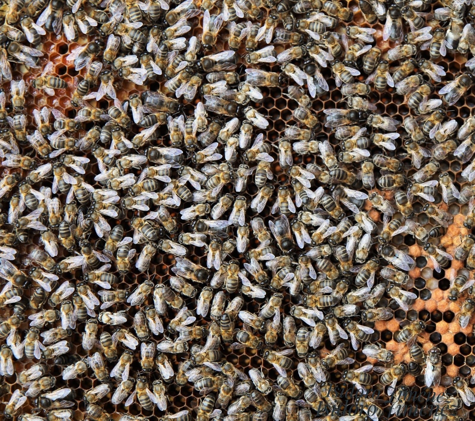 abeja negra