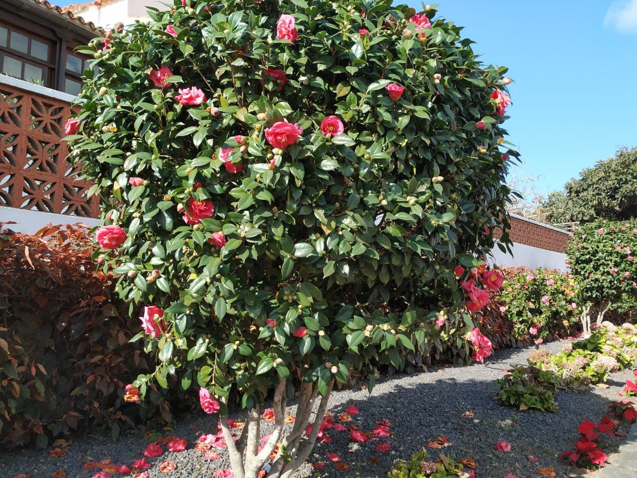 arbolcamelia