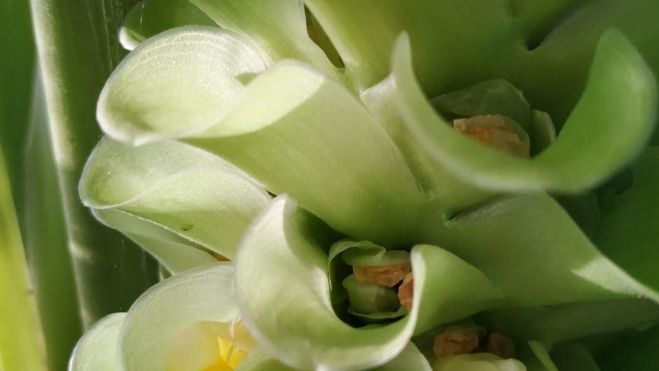 Flor de cúrcuma: esos agradables tonos picantes y terrosos