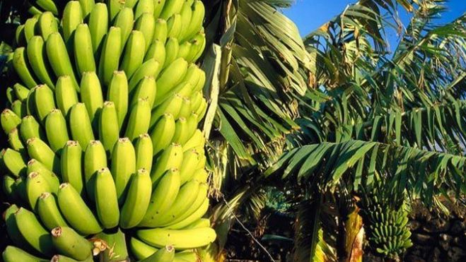Plátano de Canarias 