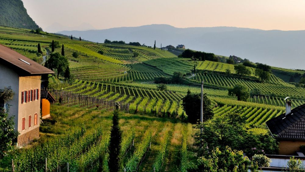 Viñedos en la montaña / Roland Dumke en Pexels Viñedos en la montaña / Roland Dumke en Pexels