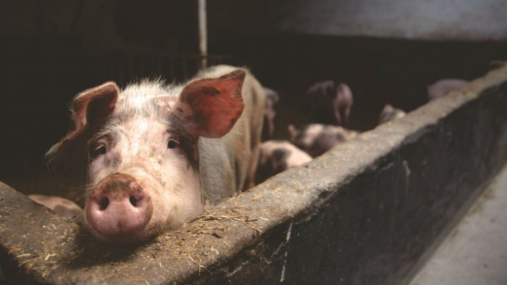 Cerdo en una granja de producción porcina / Matthias en Pexels