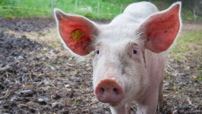 Cerdo de una explotación ganadera / Foto: Pexels