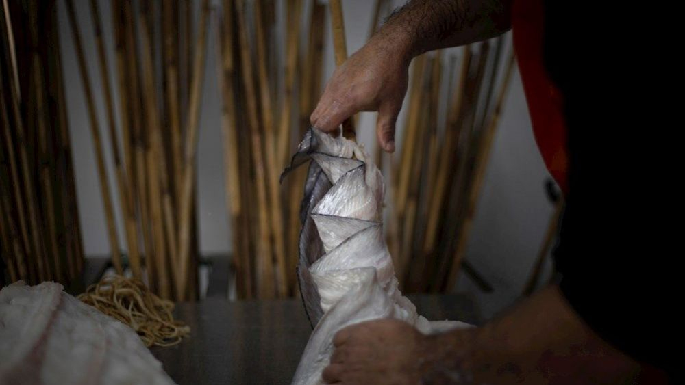 Momento del ensartado del congrio en varas de bambú introducir en un secadero / Foto: EFE/Cabalar