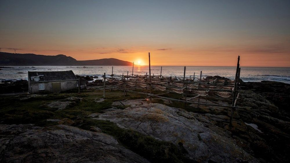 Multitud de ejemplares de congrio se secan al sol de Costa da Morte, en una de las últimas cabrias que quedan en Europa / Foto: EFE/Cabalar