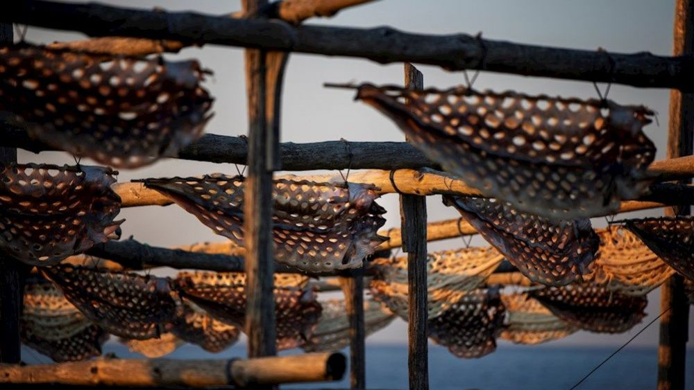 El congrio secándose de manera artesanal en una de las últimas cabrias / Foto: EFE/Cabalar