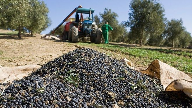 Recolección de la aceituna en Jaén / canva