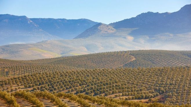 Campo de olivares en Jaén / Canva