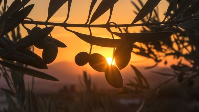 El sol a través de la rama de un olivar de Jaén / Canva