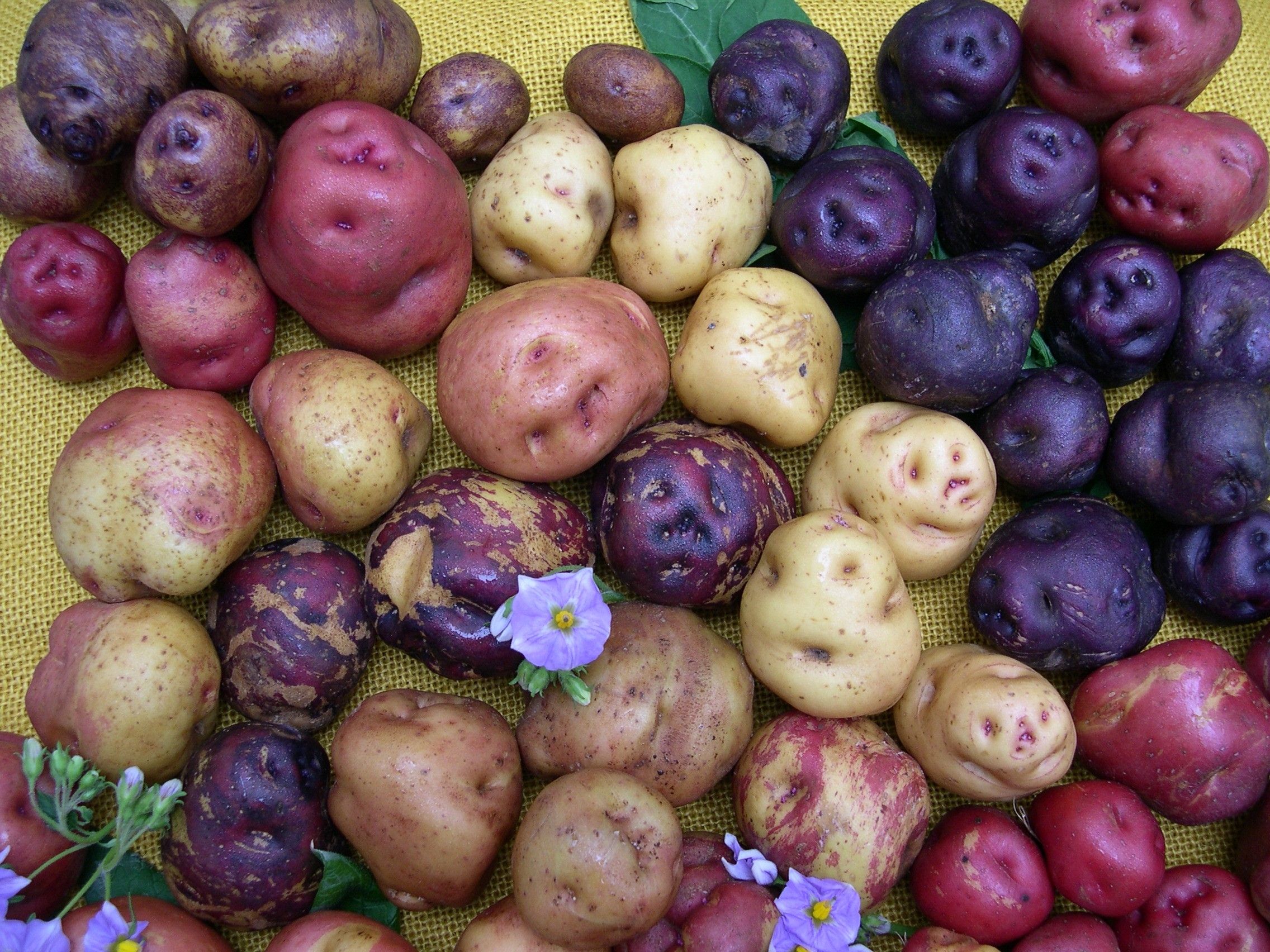 Papas de color Canarias