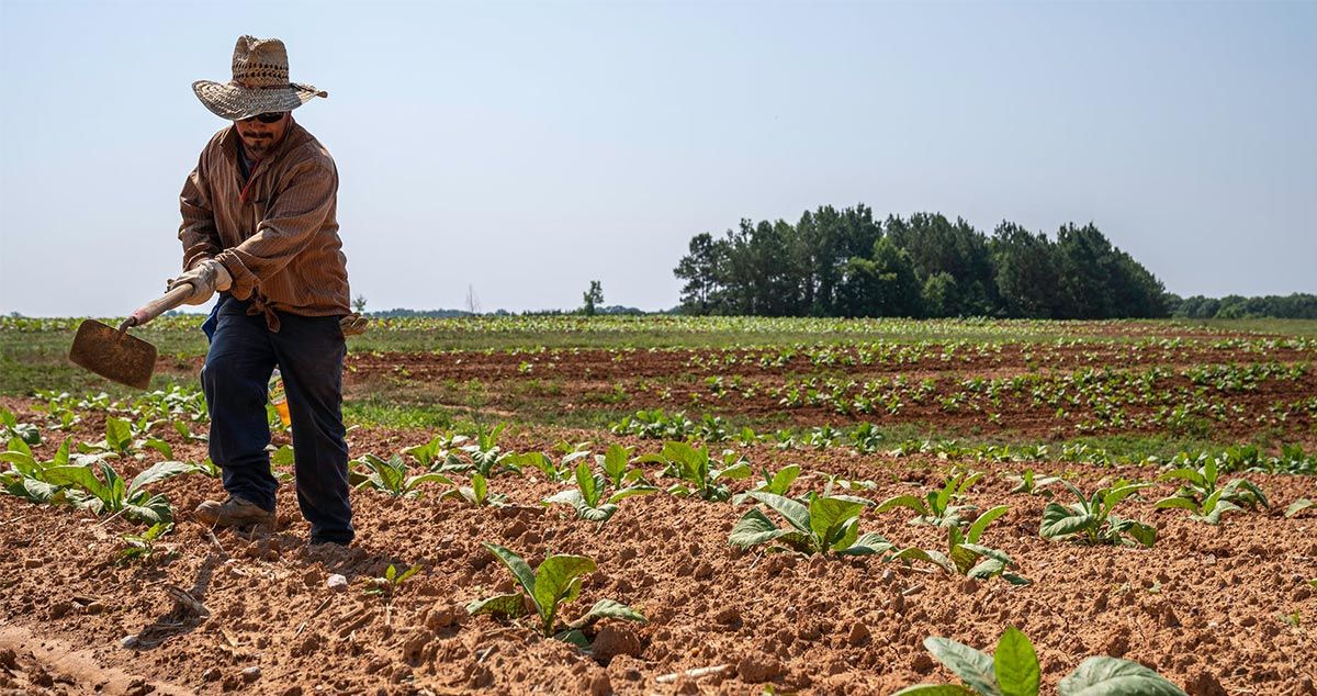 Un hombre en una cosecha de alimentos en una imagen de archivo / PEXELS