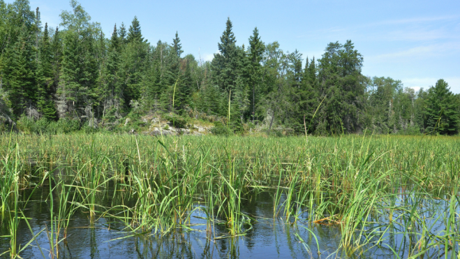 Cultivo de arroz salvaje en un lago de Canadá / Foto: Canva