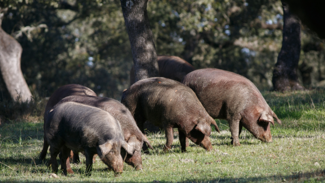 Cerdos ibéricos / Foto: Canva
