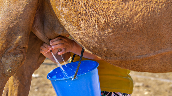Ordeño manual de un camello / Foto: Canva