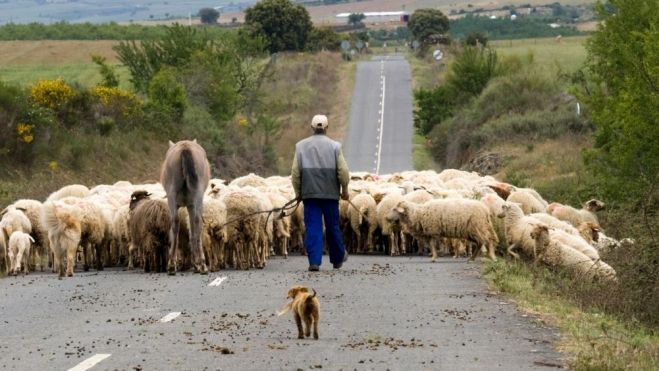 Un pastor con sus ovejas / Foto: Canva