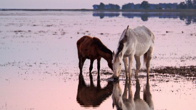 Caballos libres bebiendo agua en Doñana / Foto: Canva