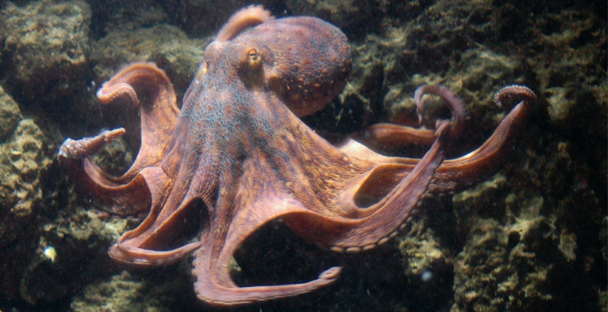 Pulpo en el mar / Foto: Canva