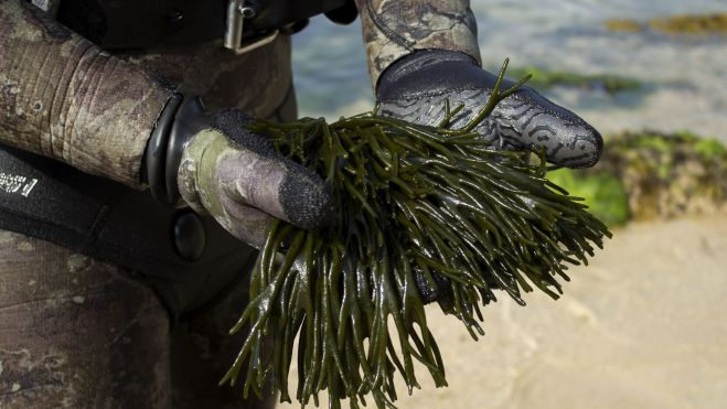 Recogida de algas en las costas de Galicia / Foto: Algamar