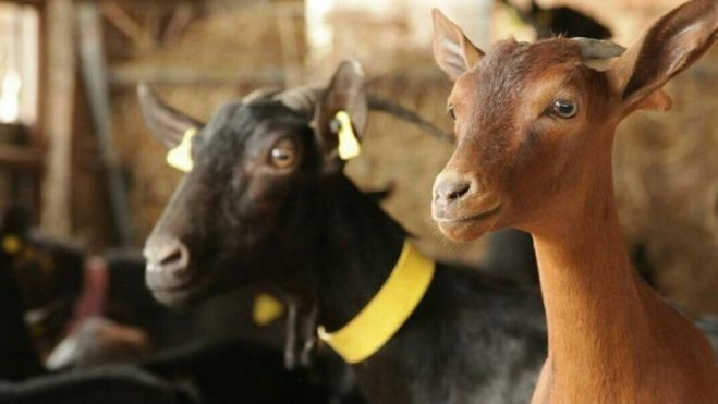 Cabras que proveen de leche para la elaboración del recuit / Foto: Recuits Nuri