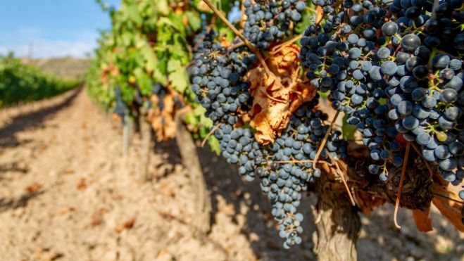 Un viñedo en La Rioja / Foto: Canva