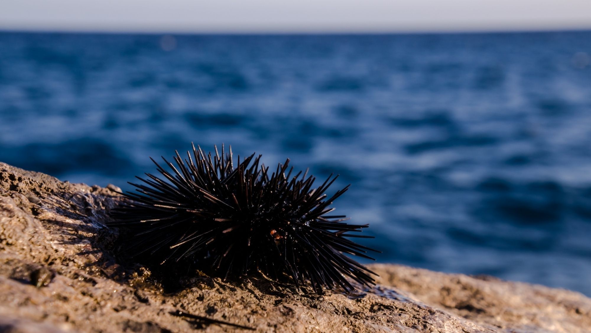 Erizo de mar frente en una playa del Mediterráneo / Foto: Canva