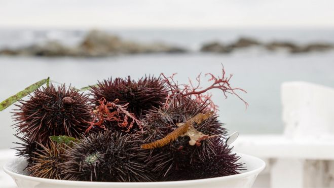 Erizos enredados con algas y corales / Foto: Canva