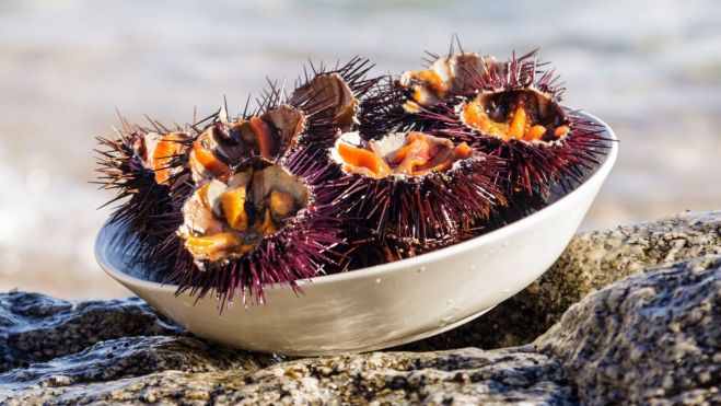 Un plato lleno de erizos abiertos / Foto: Canva