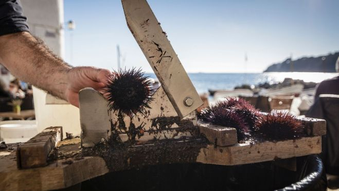 Cortador de erizos, típico de zonas costeras / Foto: Canva
