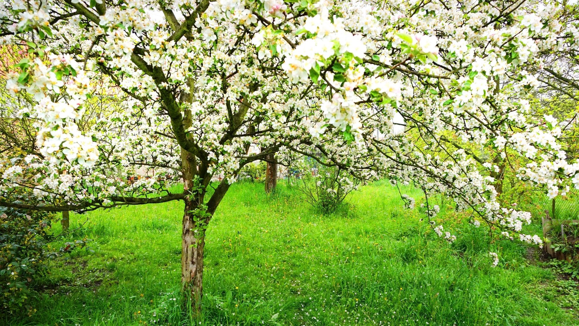 Manzanos en flor / Foto: Canva / La Comarca de la Sidra (Asturias) celebra la floración de los manzanos con menús y rutas
