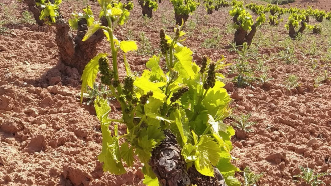 Viñas altas en la DOP Calatayud / Foto: Instagram DOP Calatayud Viñas altas en la DOP Calatayud / Foto: Instagram DOP Calatayud