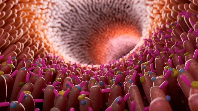 Ilustración conceptual de bacterias en el intestino / Foto: Canva