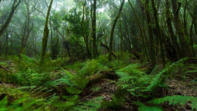El Bosque del Cedro en la isla de La Gomera, en el Parque Nacional de Garajonay, Patrimonio de la Humanidad de la Unesco y Reserva de la Biosfera / Foto: Canva