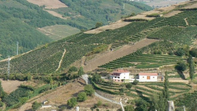 Panorámica de La Galiana, con su viticultura heroica de Cangas / Foto: Javier Llavona