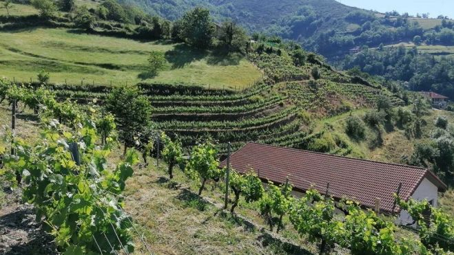 Panorámica de los viñedos / DOP Vino de Cangas (Asturias)