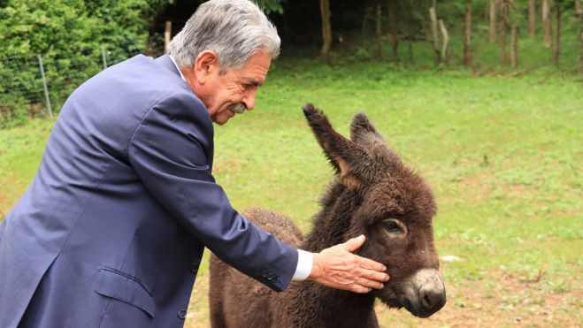 El presidente de Cantabria, Miguel Ángel Revilla, acaricia a un burro durante su visita al refugio de animales de granja "La Manada Cántabra", ubicada en Oruña de Piélagos / Foto: EFE/Celia Agüero