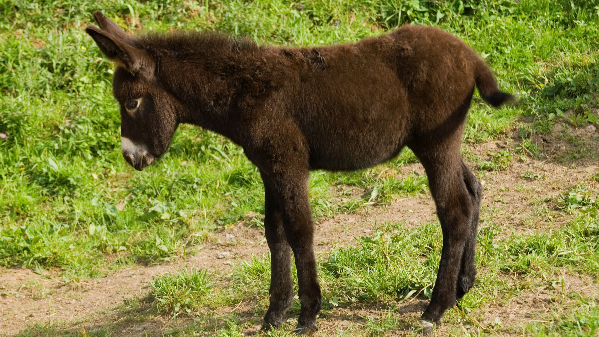 Un burro de granja / Foto: Canva