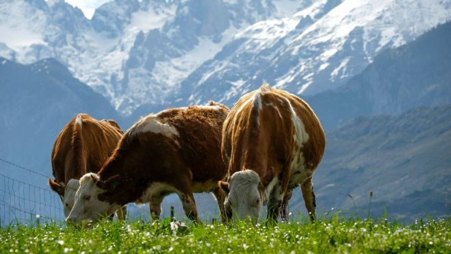 Vacas pastando en Asiegu con el Picu Urriellu de fondo / Foto: Quesería Asiegu