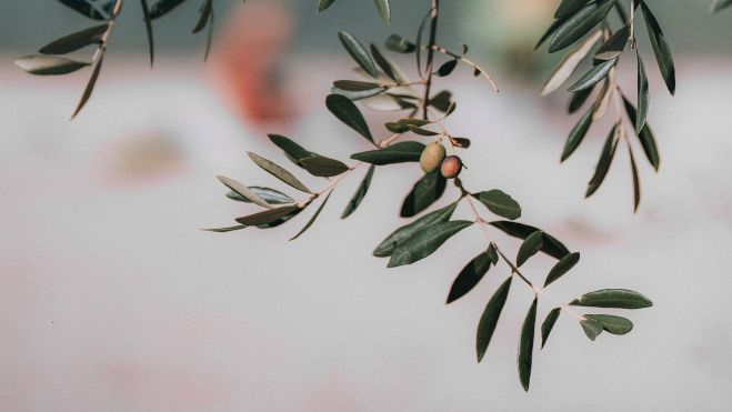 Rama de un olivo / Foto: Pexels