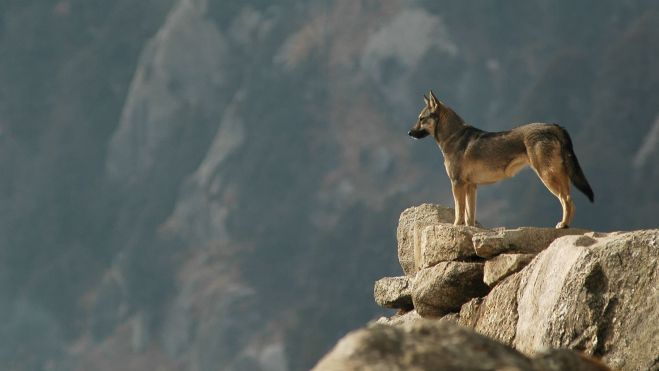 Un lobo otea desde la montaña / Foto: Canva