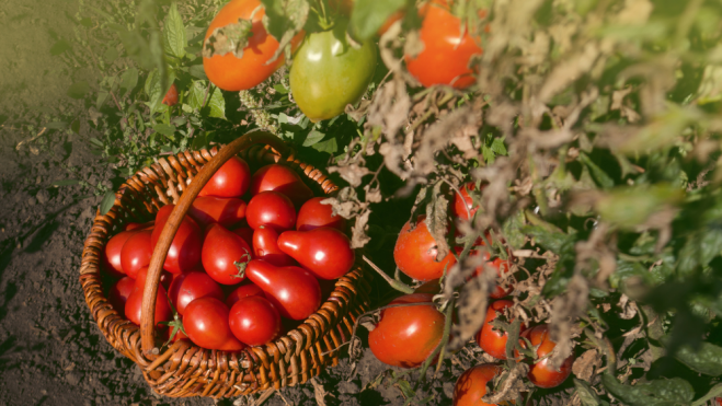Tomate pera en cesto y mata / Foto: Canva