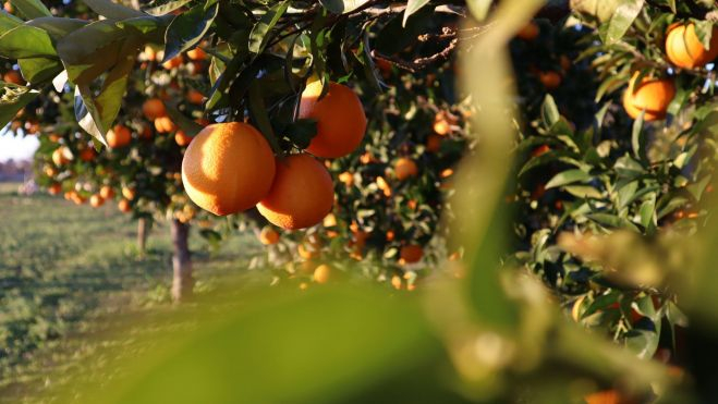 Naranjas en un naranjo / Foto: Canva