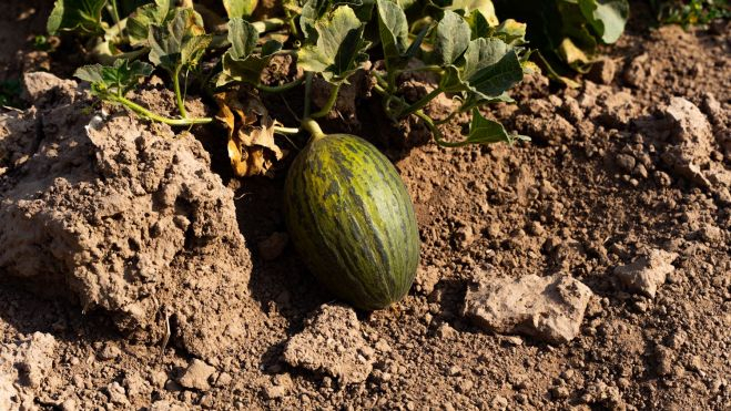 Los melones de los Josep Pinyol en su campo del Prat / LUIS MIGUEL AÑÓN (Hule)