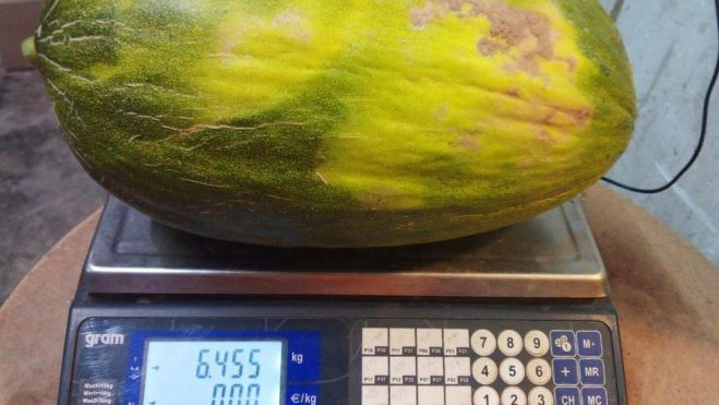 Un melón de los Pinyol / Foto: La Masia