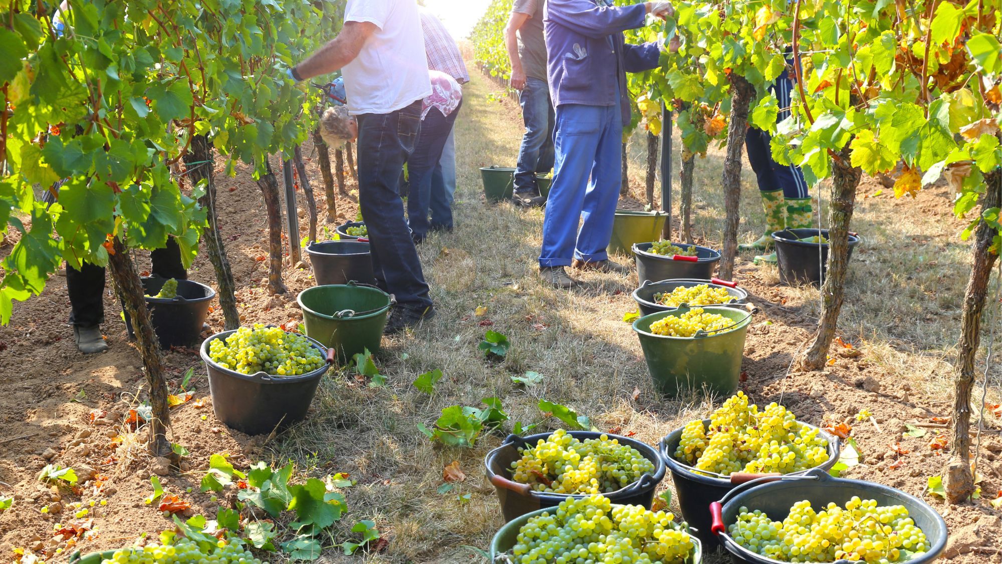 Trabajadores en la recogida de la uva, vendimia / Foto: Canva