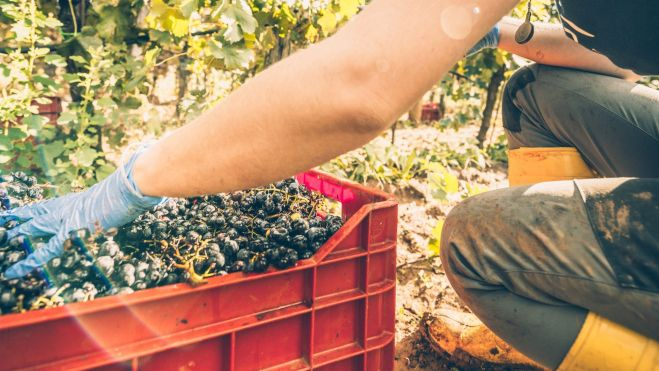 Trabajadora en la recogida de la uva, vendimia / Foto: Canva