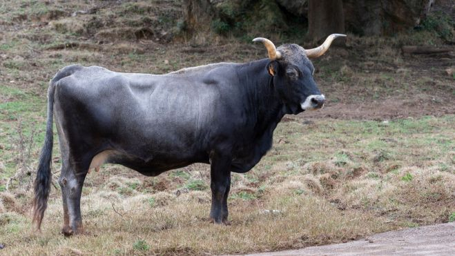  Vaca tudanca de Cantabria / Foto: Canva