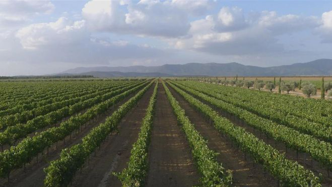 Paisaje de viñedos de Finca Valle del Rosalejo / Foto: Bodega eldoze