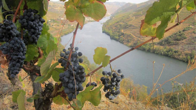 Viñas de Aneto Wines en los márgenes del río Douro / Foto: Facebook