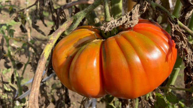 Una de las variedades de tomate cultivada en Cantabria / Foto: Facebook